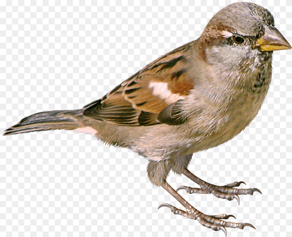 Sparrow, Animal, Bird, Finch, Anthus Free Transparent Png