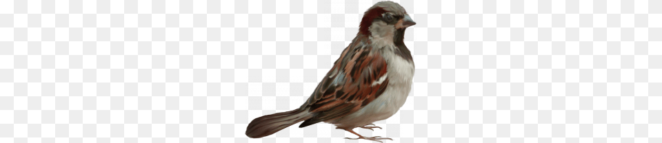 Sparrow, Animal, Bird, Finch Free Transparent Png