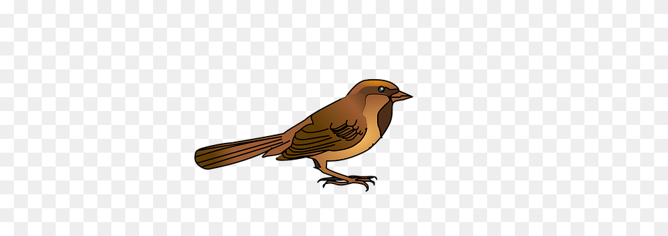 Sparrow Animal, Bird, Finch, Beak Png