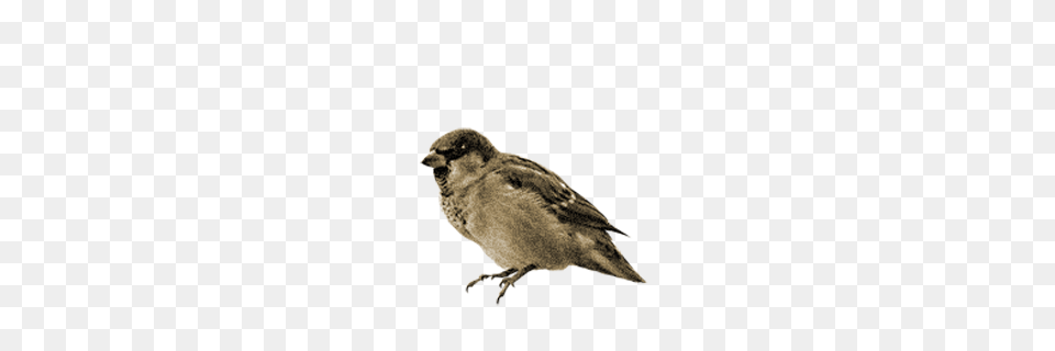 Sparrow, Animal, Bird, Finch Free Transparent Png