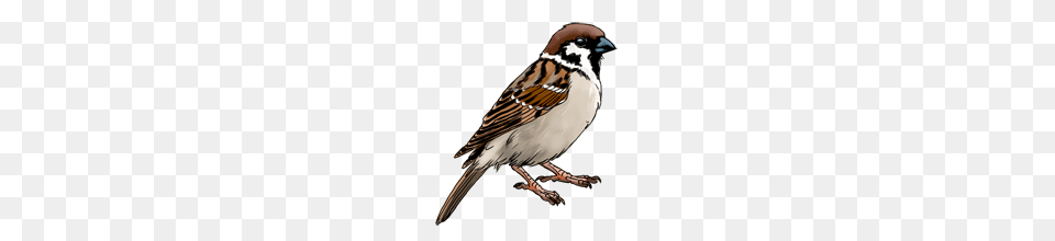 Sparrow, Animal, Bird, Anthus Free Transparent Png