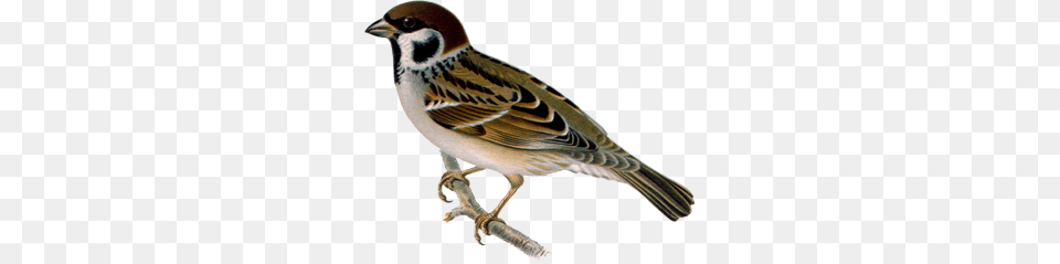 Sparrow, Animal, Bird, Anthus, Finch Free Png
