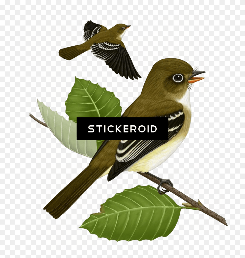Sparrow, Animal, Bird, Finch Png Image