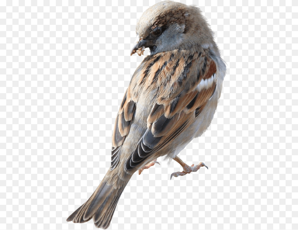 Sparrow, Animal, Bird, Finch, Anthus Free Transparent Png