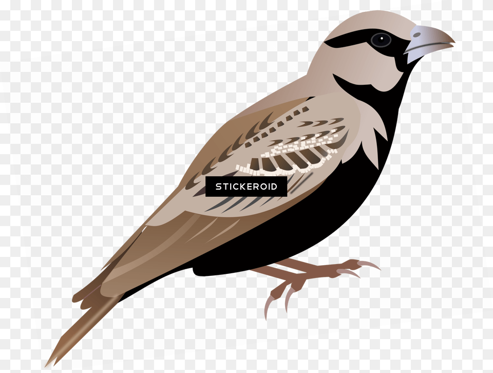Sparrow, Animal, Bird, Finch, Beak Free Png Download