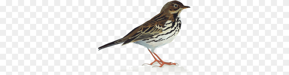 Sparrow, Animal, Anthus, Bird Free Png