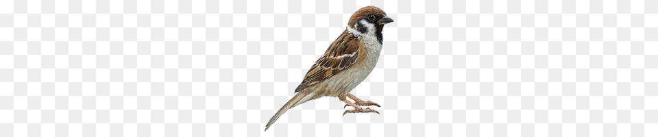 Sparrow, Animal, Bird, Anthus Png Image