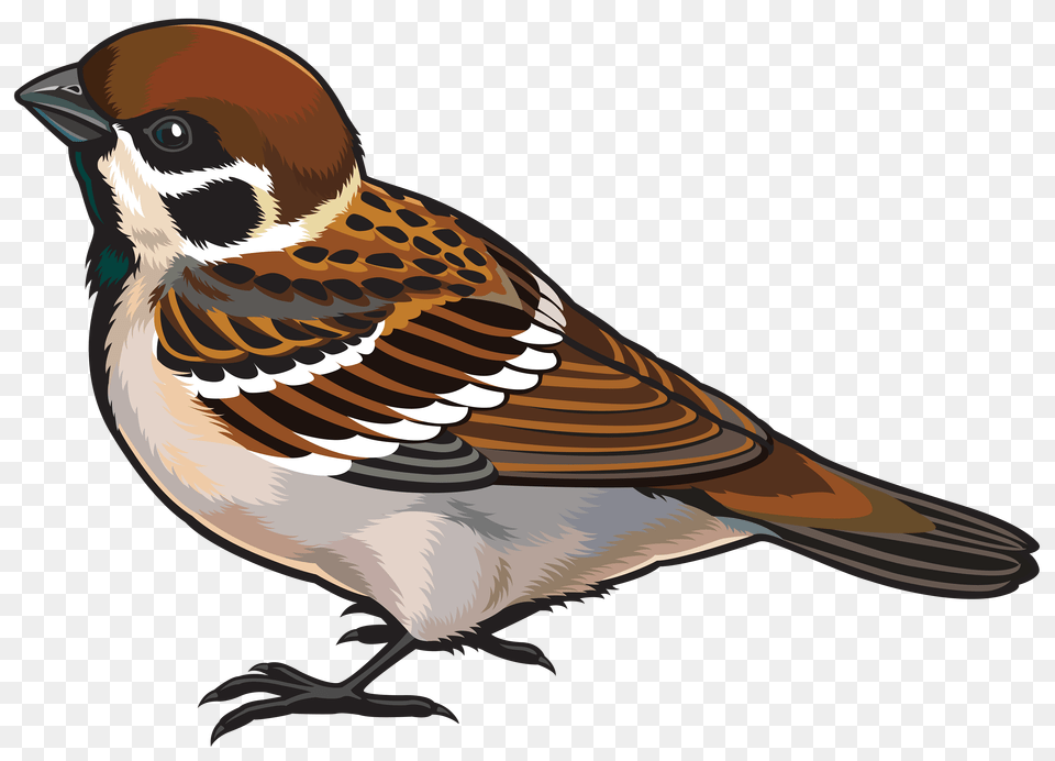 Sparrow, Animal, Bird, Finch, Anthus Free Png