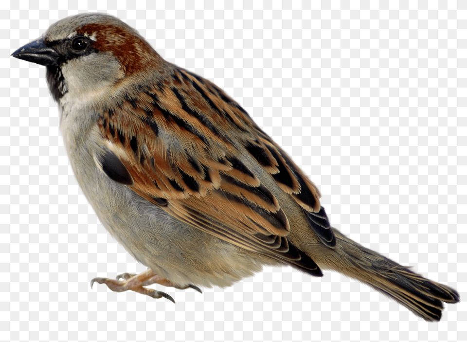 Sparrow, Animal, Bird, Finch, Anthus Free Png Download