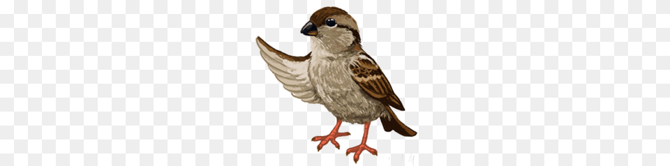 Sparrow, Animal, Bird Free Transparent Png