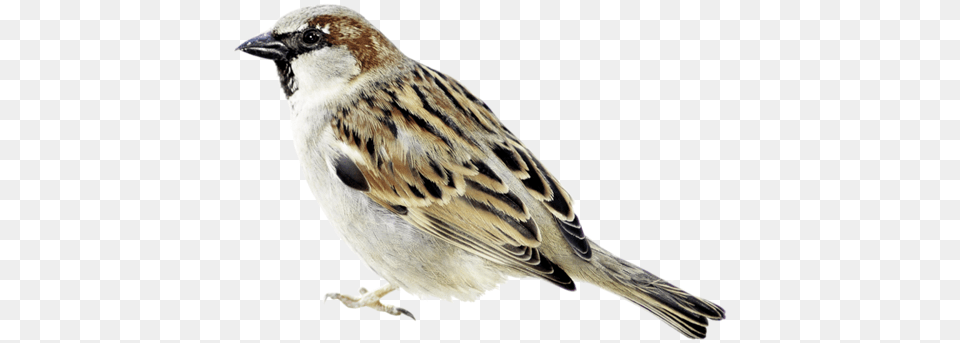 Sparrow, Animal, Bird, Finch, Anthus Png