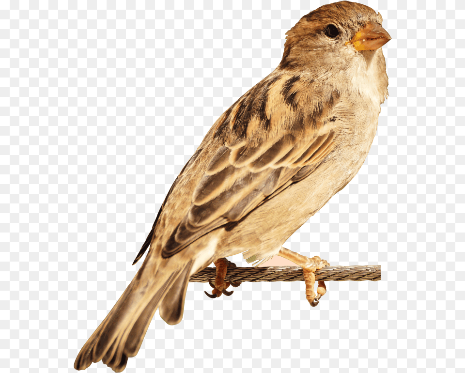 Sparrow Bird Bird Image Hd, Animal, Anthus, Finch Free Png Download