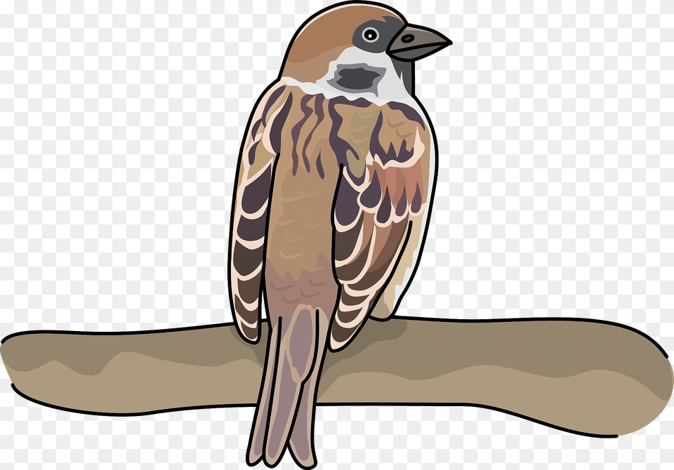 Sparrow Bird Clipart, Animal, Finch, Anthus, Mammal Png Image