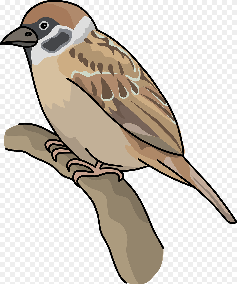 Sparrow Bird Clipart, Animal, Finch, Fish, Sea Life Free Png