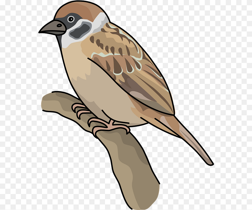 Sparrow Bird Clipart Download Creazilla Sparrow Clipart, Animal, Finch, Fish, Sea Life Png