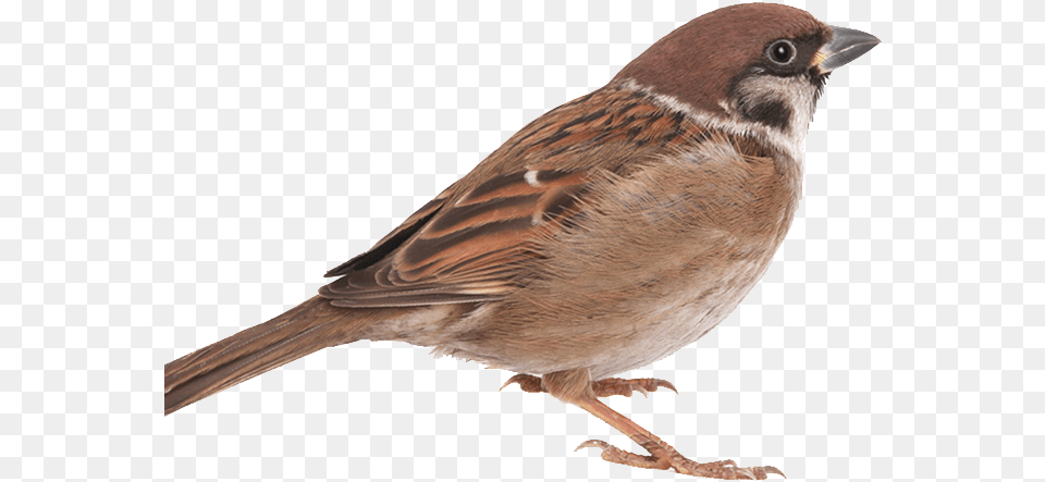Sparrow Bird In, Animal, Anthus, Finch Free Transparent Png