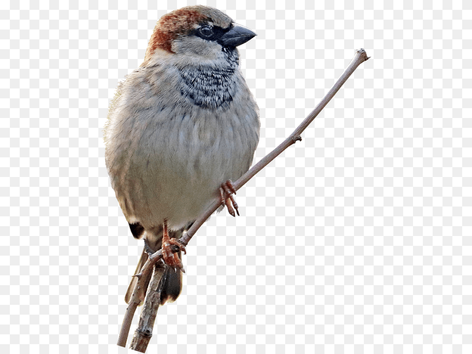Sparrow Bird Perched Photo On Pixabay House Sparrow, Animal, Finch Png Image