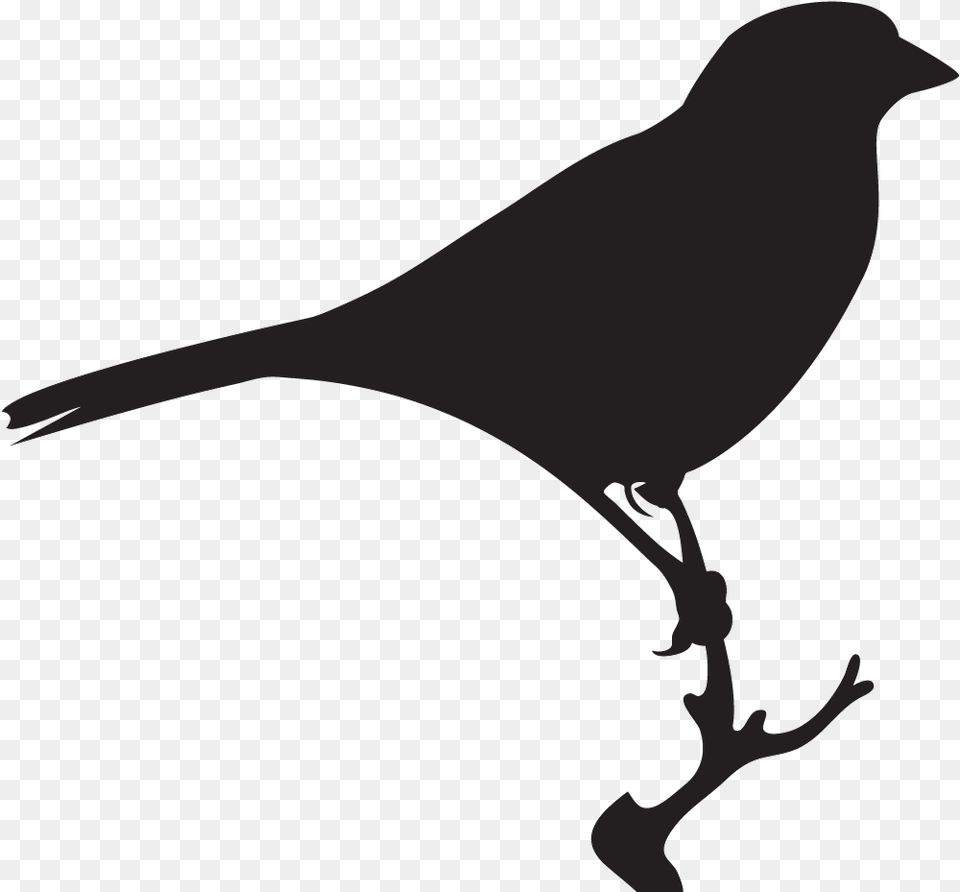 Sparrow Black And White, Animal, Bird, Blackbird, Mammal Png