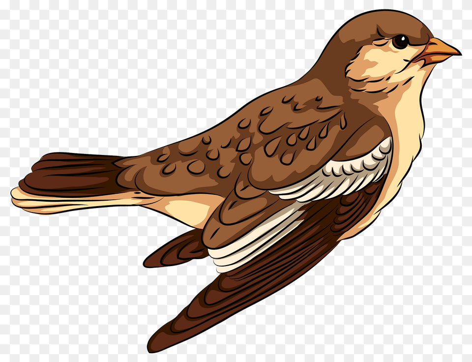 Sparrow Clipart, Animal, Bird, Finch, Anthus Free Transparent Png