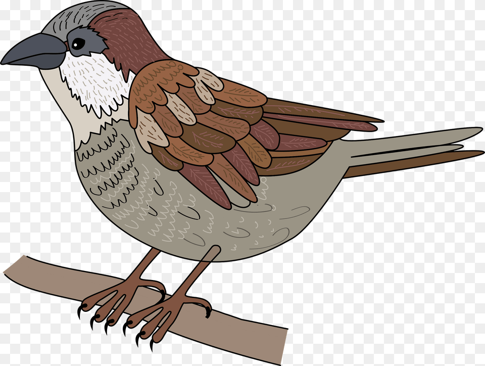 Sparrow Clipart, Animal, Bird, Finch, Fish Free Transparent Png