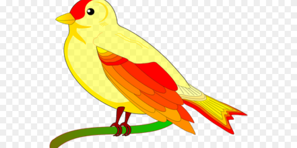 Sparrow Clipart Colorful Identifying Big And Small, Animal, Bird, Canary Free Png Download