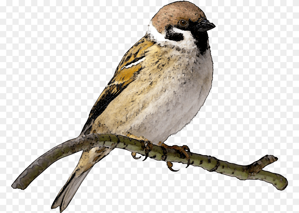 Sparrow Clipart Indian Sparrow Clipart, Animal, Bird, Finch, Anthus Free Png