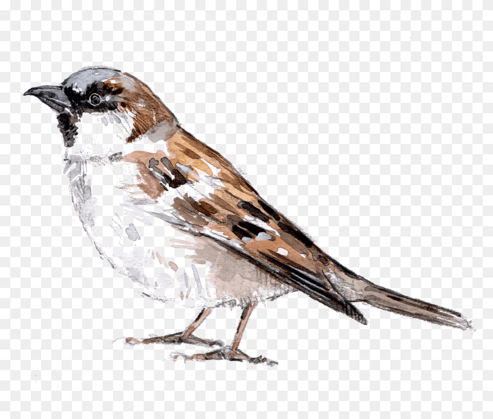 Sparrow Download Gorrin, Animal, Bird, Anthus, Finch Png Image