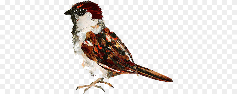Sparrow Download, Animal, Bird, Finch, Beak Free Transparent Png
