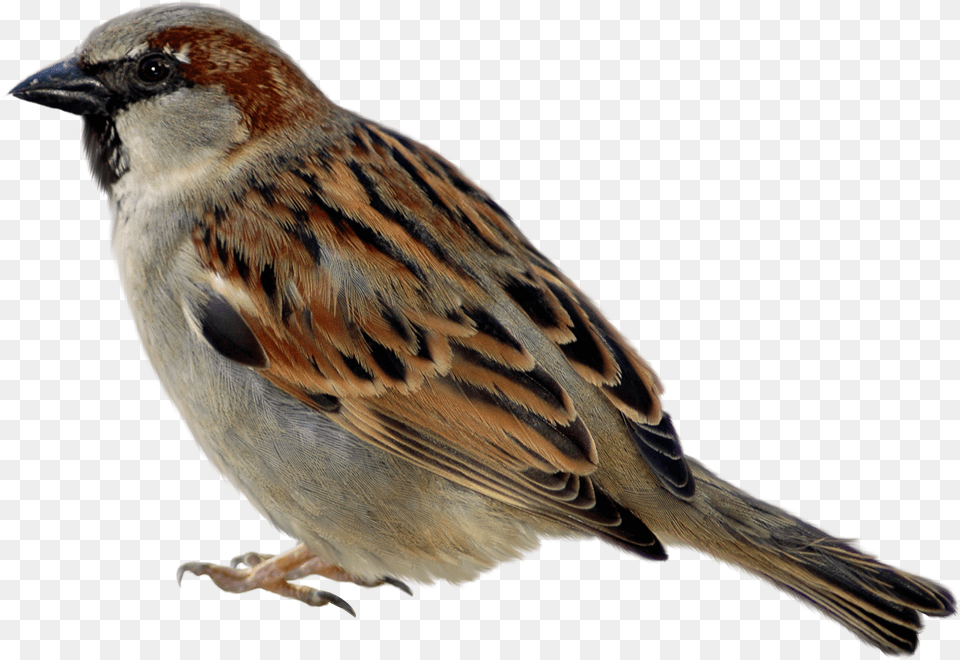 Sparrow Download Sparrow, Animal, Bird, Finch, Anthus Free Transparent Png
