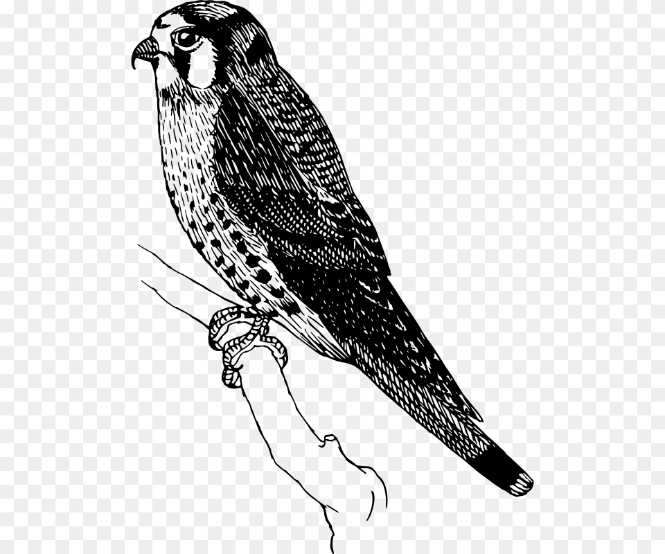 Sparrow Hawk Sparrowhawk Clipart, Gray Png