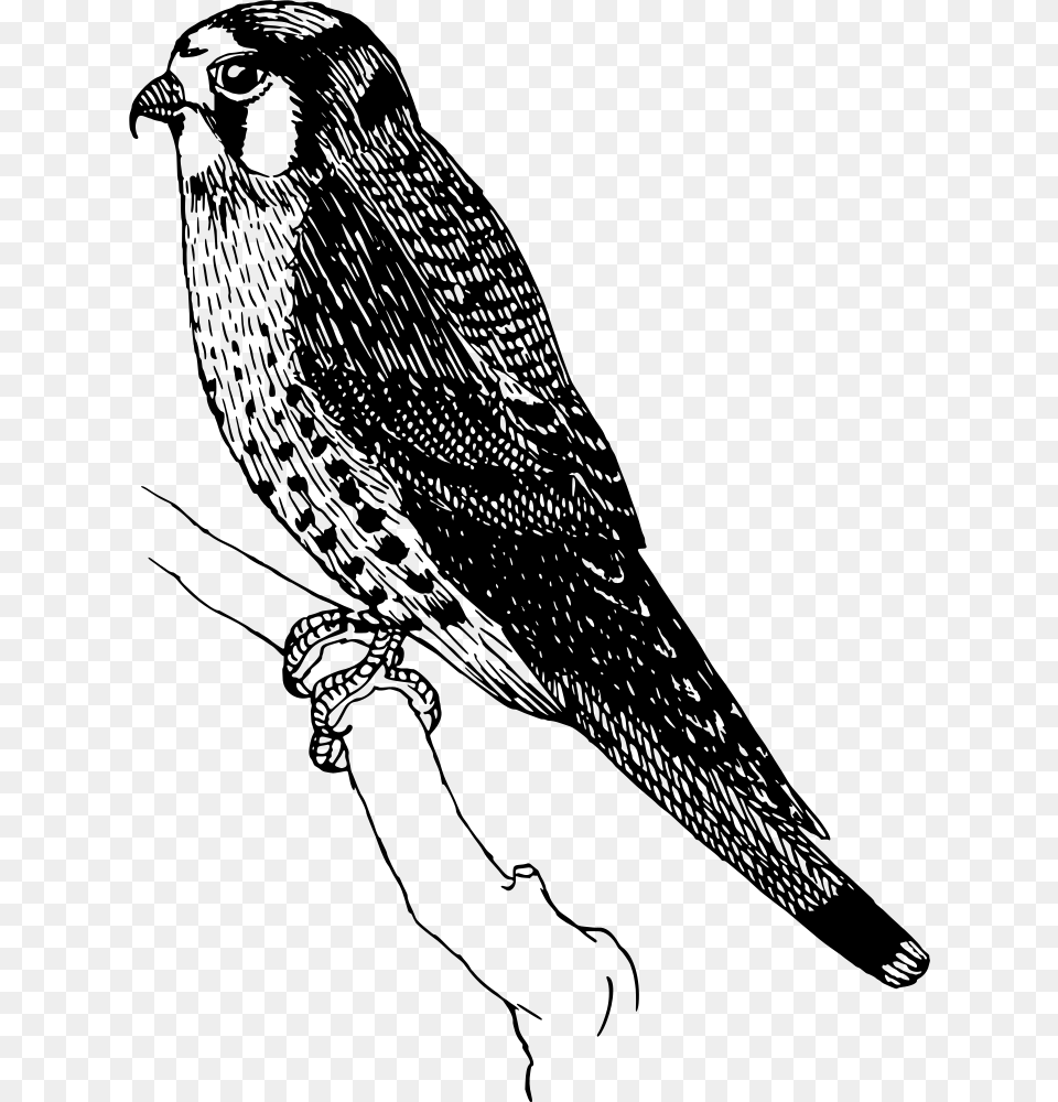 Sparrow Hawk Sparrowhawk Clipart, Gray Free Png Download