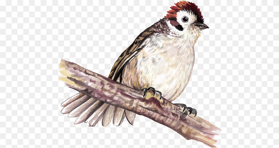 Sparrow House Sparrow, Animal, Bird, Finch Free Transparent Png