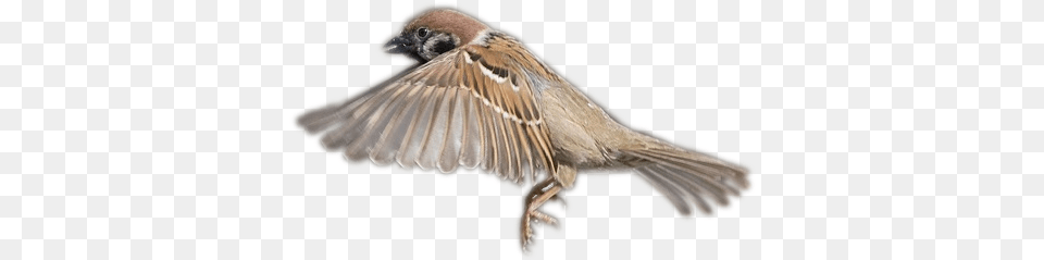 Sparrow House Sparrow Sparrow, Animal, Bird Png