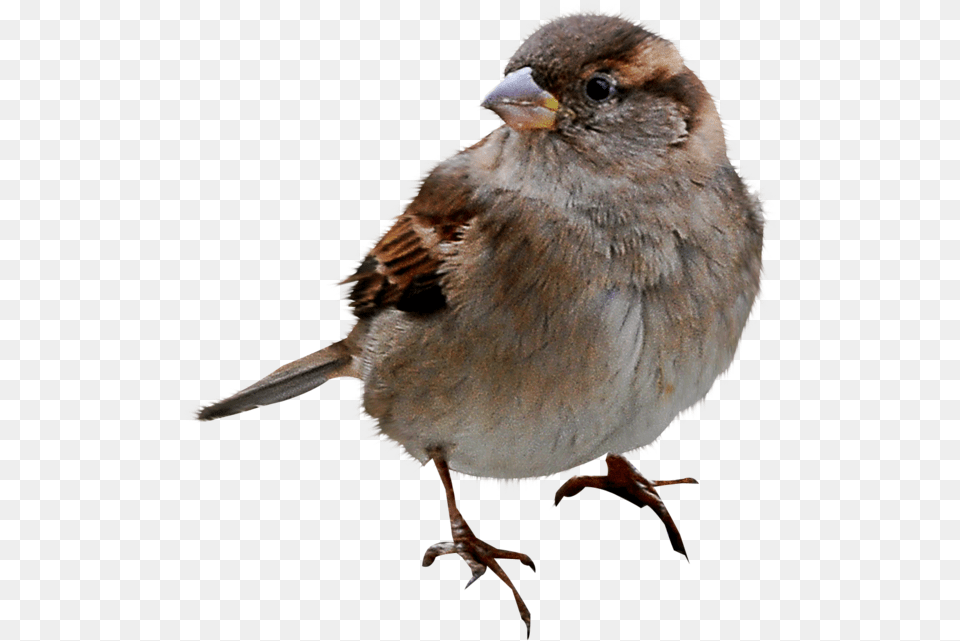Sparrow Icon Bird Spikes For Sparrows, Animal, Finch, Anthus Free Png
