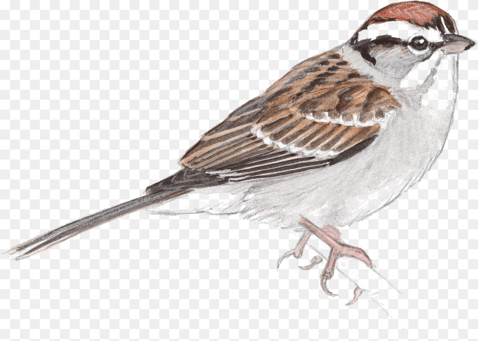 Sparrow Image Download John Muir Laws Artist, Animal, Bird, Anthus, Finch Free Transparent Png