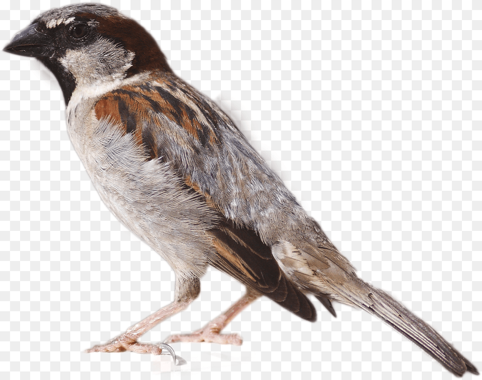 Sparrow Image House Sparrow, Animal, Bird, Finch Free Png