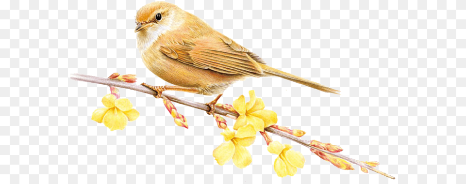 Sparrow Image U0026 Clipart Bird Colored Pencil, Animal, Finch, Canary, Flower Free Transparent Png