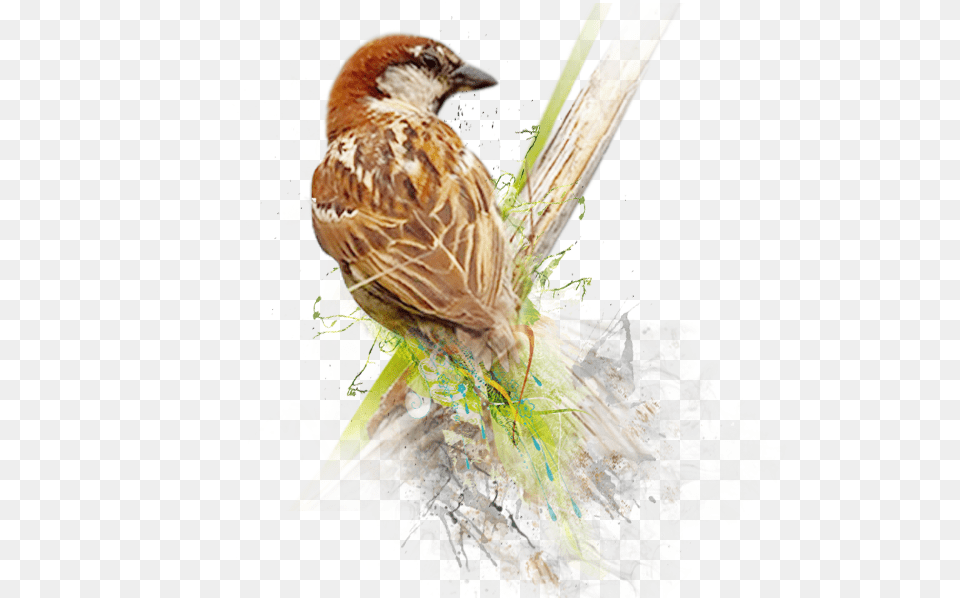 Sparrow Image World Sparrow Day 2019, Animal, Bird, Finch, Anthus Png