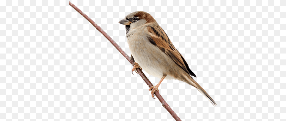 Sparrow On Branch, Animal, Bird, Finch, Anthus Free Png Download