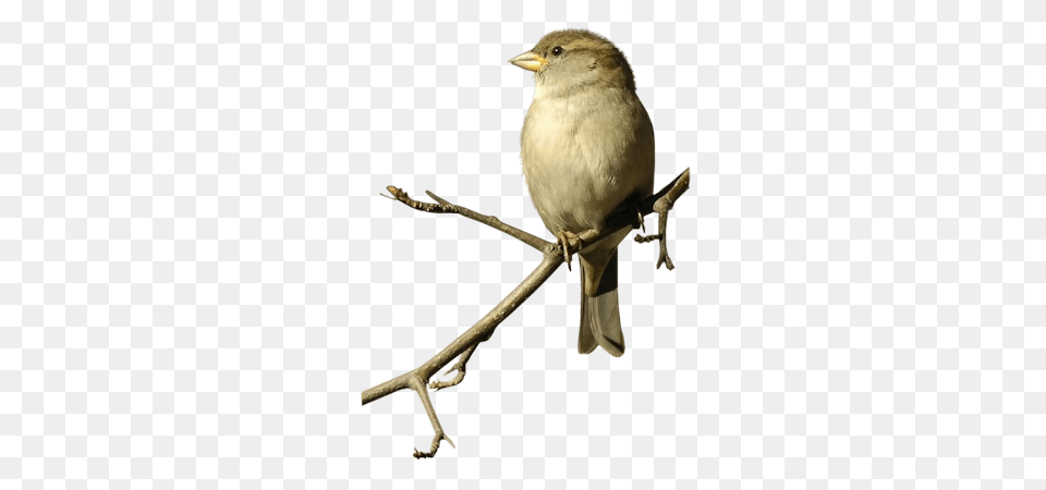 Sparrow On Double Branche, Animal, Bird, Finch, Anthus Free Png