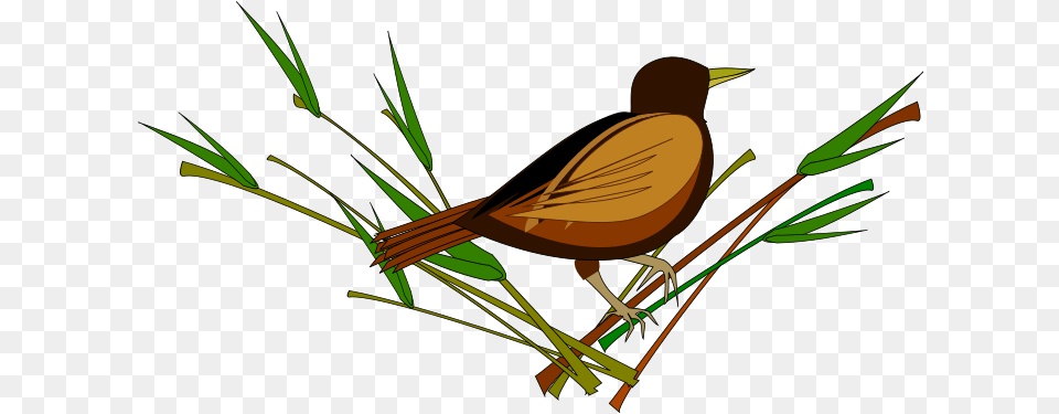 Sparrow Pic, Plant, Animal, Bird Free Transparent Png