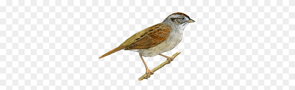 Sparrow Right, Animal, Anthus, Bird Png Image
