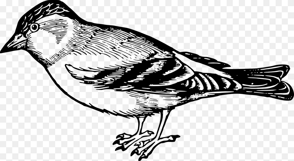 Sparrow Sparrow Black And White, Gray Free Png