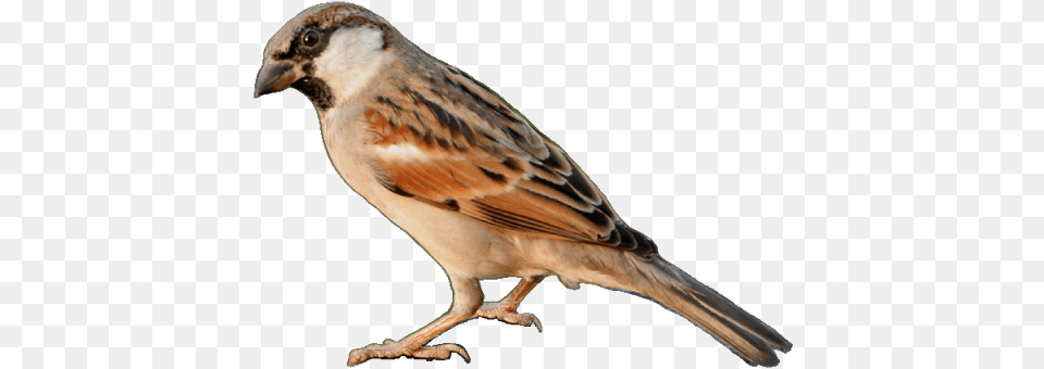 Sparrow Sparrow Images, Animal, Bird, Finch, Anthus Free Transparent Png