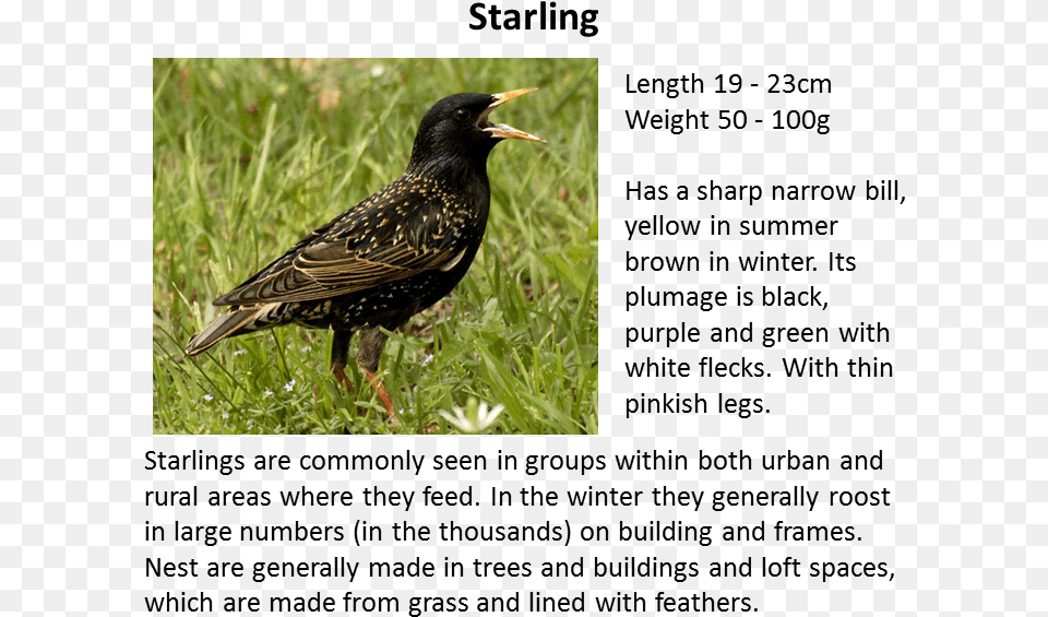 Sparrow Starling Bird, Animal, Beak, Blackbird Free Png