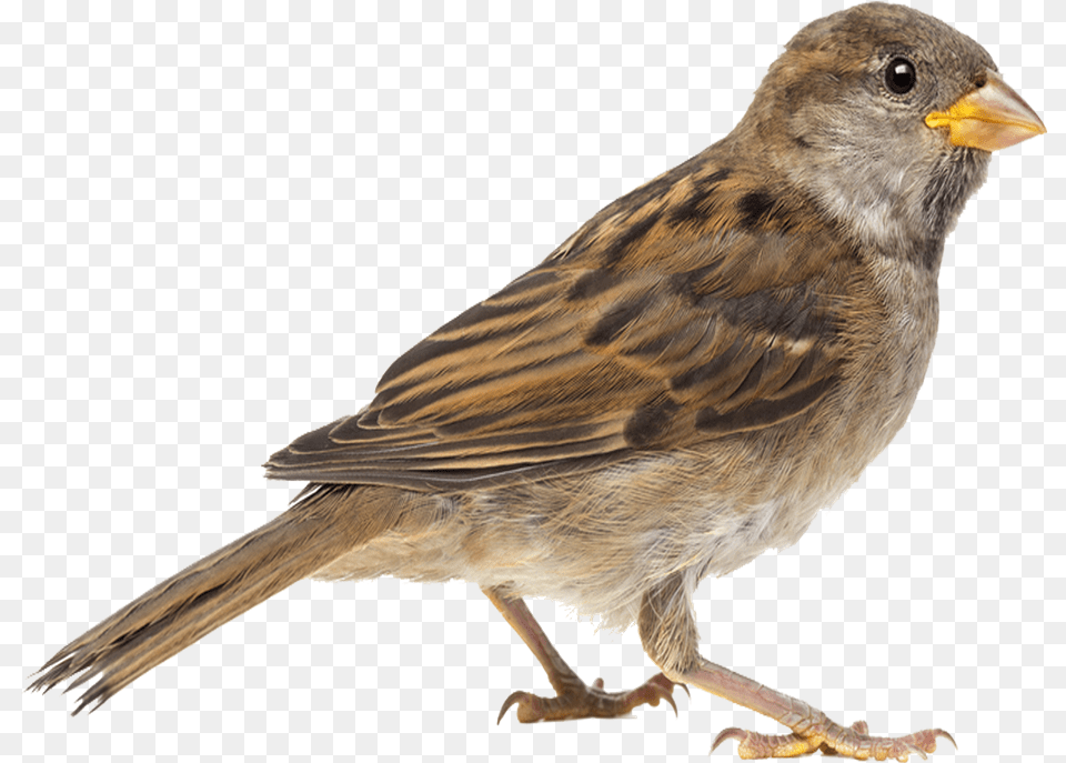 Sparrow Transparent Background Clipart Of Sparrow, Animal, Anthus, Bird, Finch Png Image