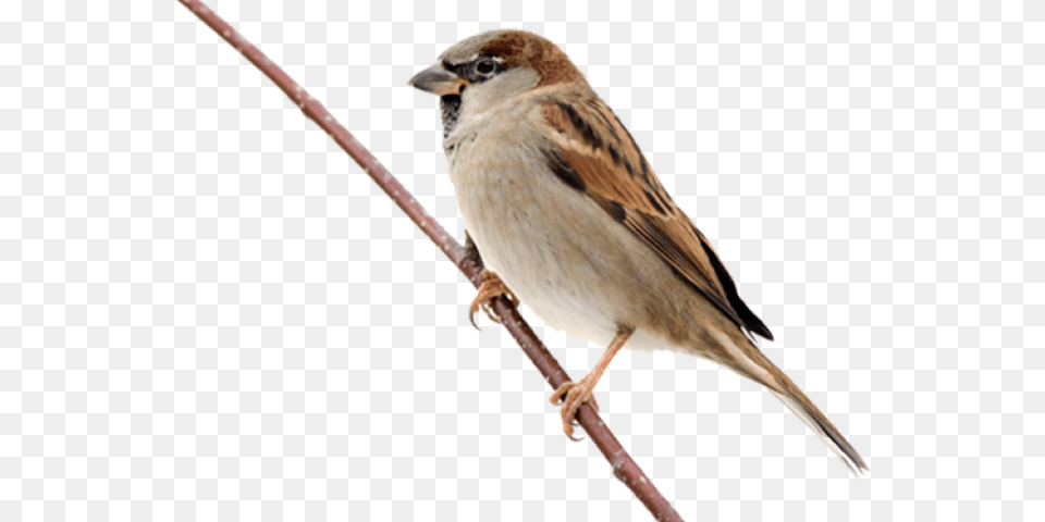 Sparrow Transparent Images Maya Bird Clip Art, Animal, Finch, Anthus Png