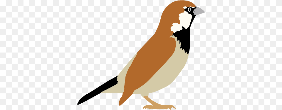 Sparrow Transparent Sparrow Clipart, Animal, Bird, Finch, Penguin Free Png Download