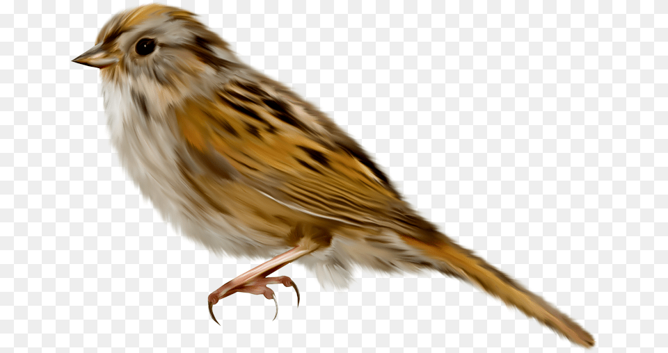 Sparrow Vorobej, Animal, Bird, Anthus, Finch Free Transparent Png