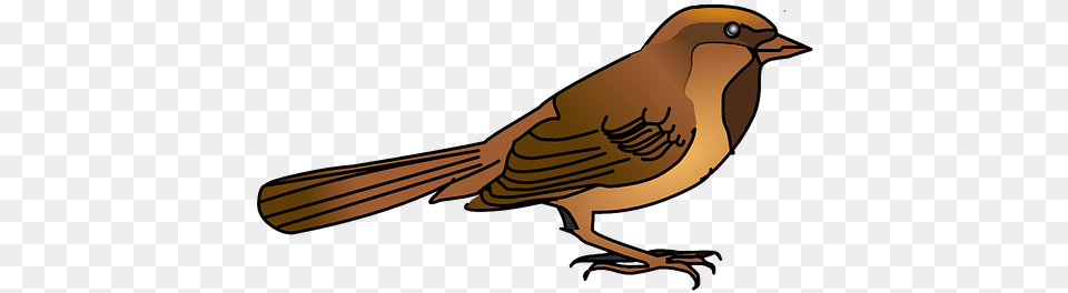 Sparrowpngtransparentimagestransparent House Sparrow, Animal, Bird, Finch, Beak Png